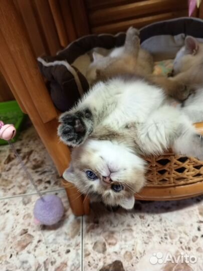 Котик золотая шиншилла