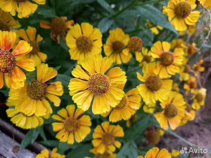 Неприхотливые садовые многолетники