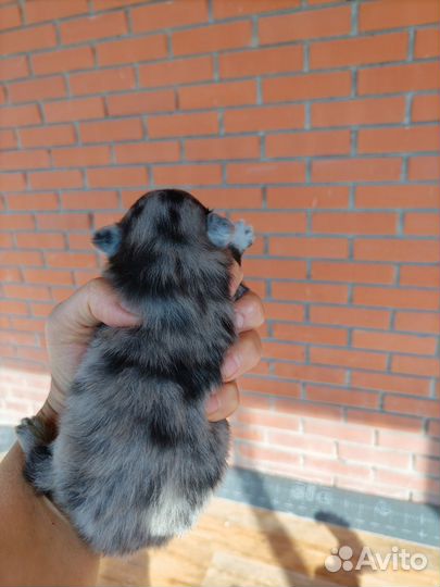 Шпицедетки