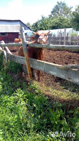 Телки стельные