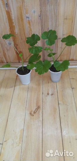 Пеларгония герань сортовая