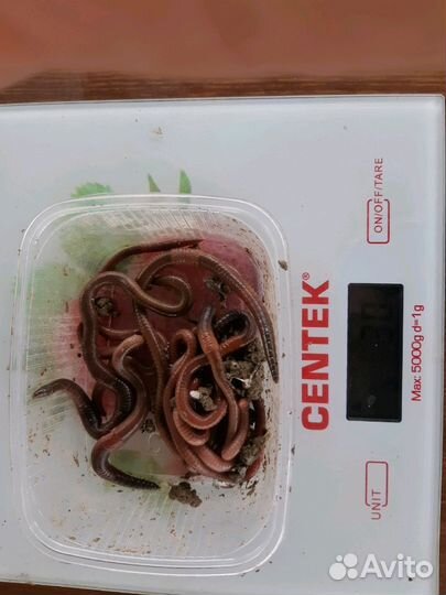 Черви грабак