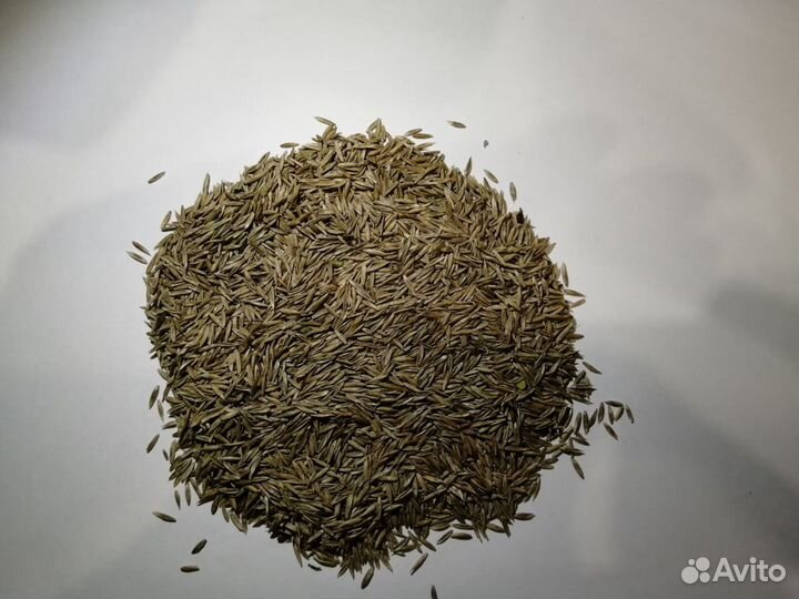 Семена овсяницы луговой