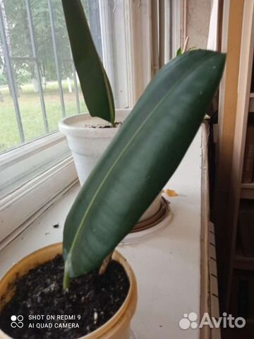 Домашние цветы