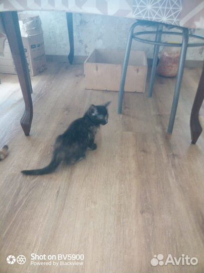 Отдам в добрые руки