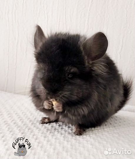 Шиншилла Ангора по кличке Тату