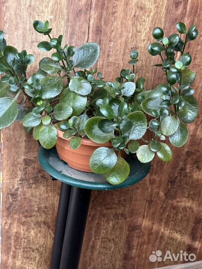 Продам цветы комнатные