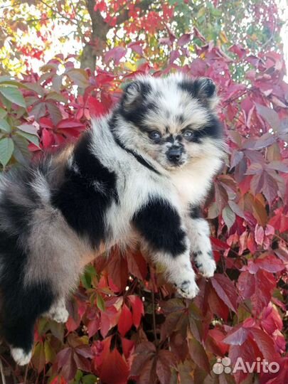 Редкостный красавец