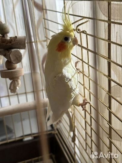 Попугай корелла с клеткой