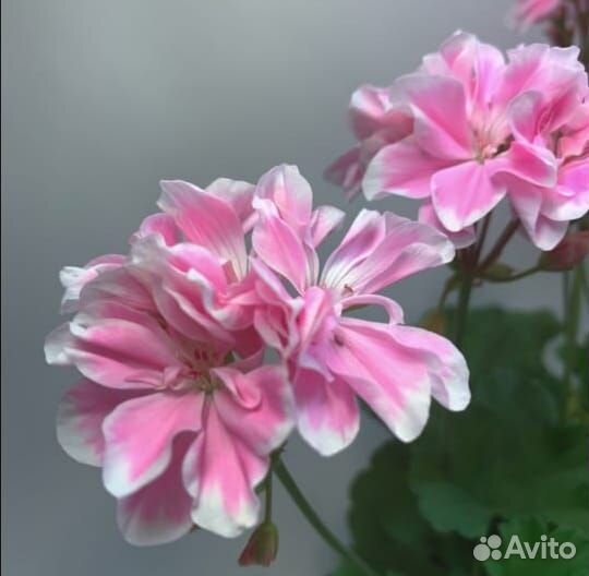 Герань сортовая