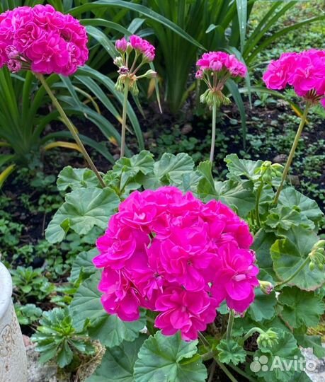 Ив Сказки Персии