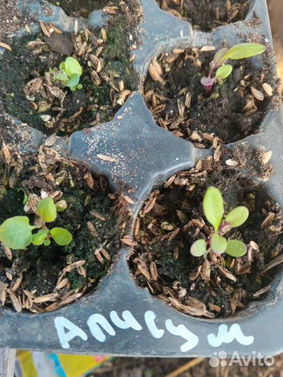 Алисумм вегетативный рассада