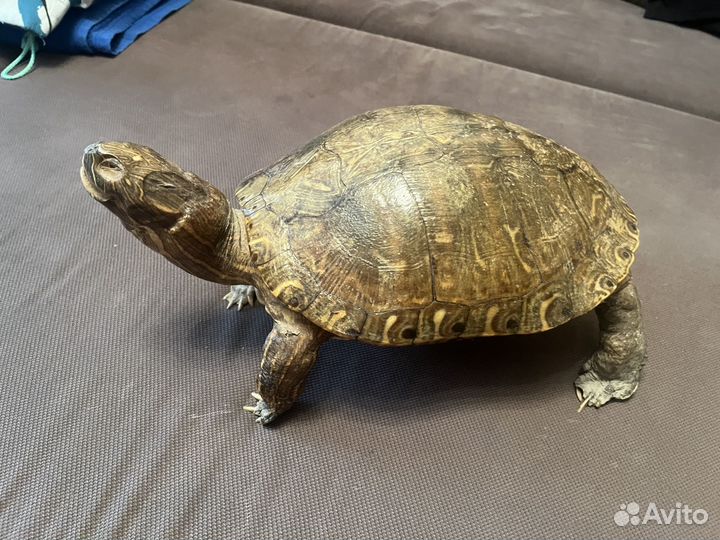Чучело черепахи