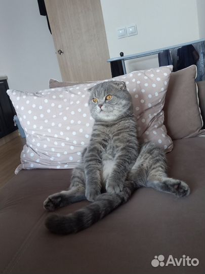 Шотландский кот вязка