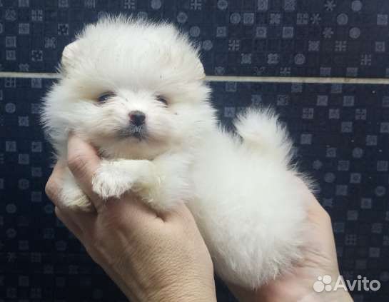 Померанский шпиц белого окраса мини