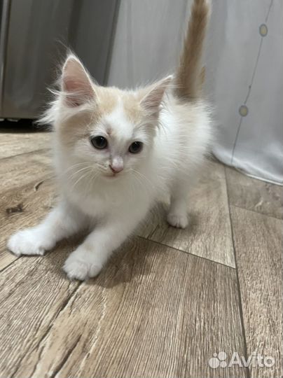 Котенок бесплатно