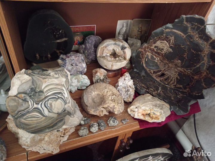 Минералы. Окаменелости. Жеоды. Септарии. Аммониты