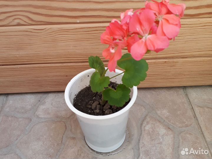 Герань (пеларгония)