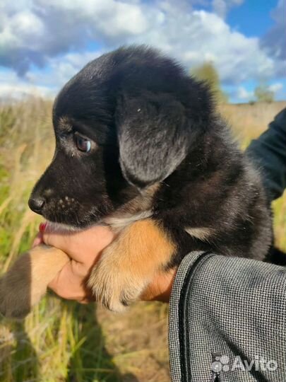 Хорошенький Рекс