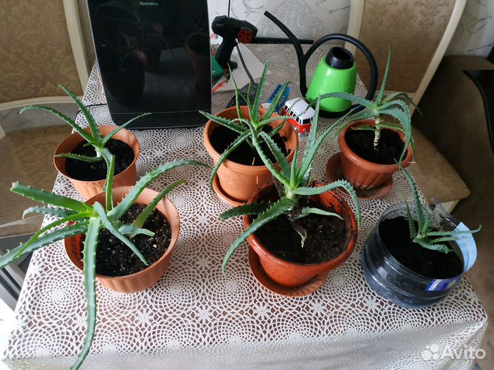 Алоэ лечебный