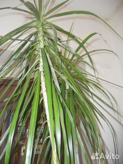 Драцена - 2 метра 70 см