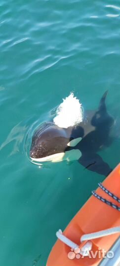 Морские прогулки, аренда катера и рыбалка