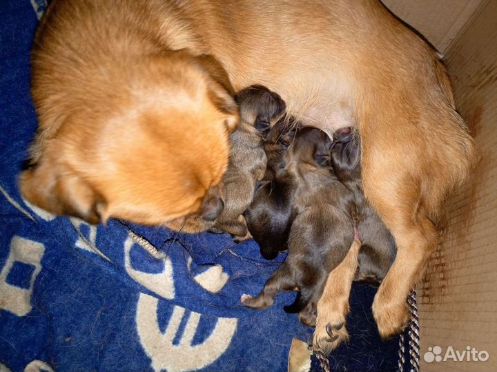 Щенки пекинеса