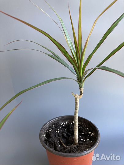 Комнатные растения цветы