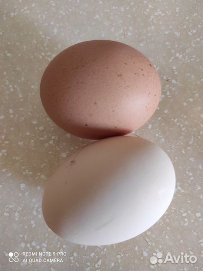 Инкубационное яйцо индоутиное, куриное