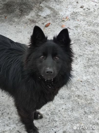 В добрые руки