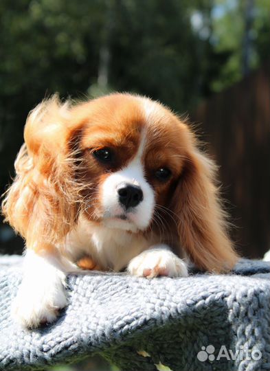 Кавалер кинг чарльз спаниель