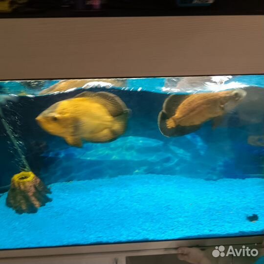 Астронотусы