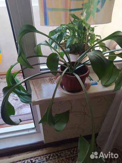 Эухарис амазонская лилия