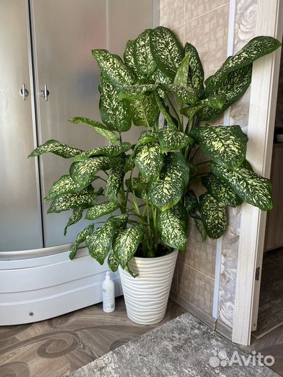 Диффенбахия