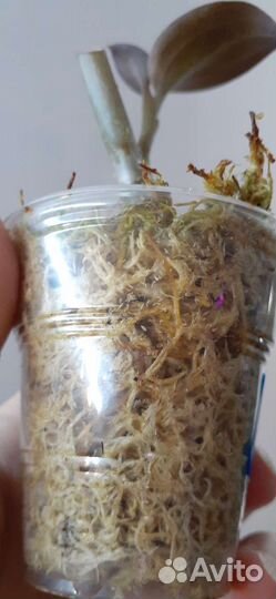 Комнатные растения, разные 2