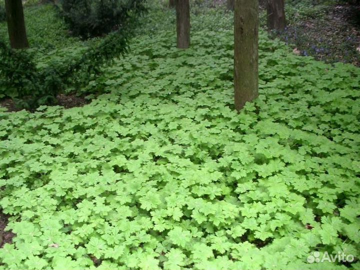 Герань садовая почвопокровная многолетник