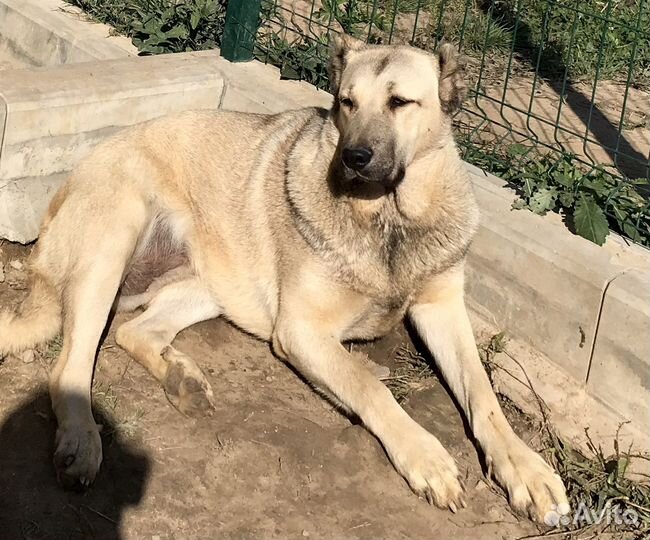 Аборигенный Гампр-Щенки Эксклюзив