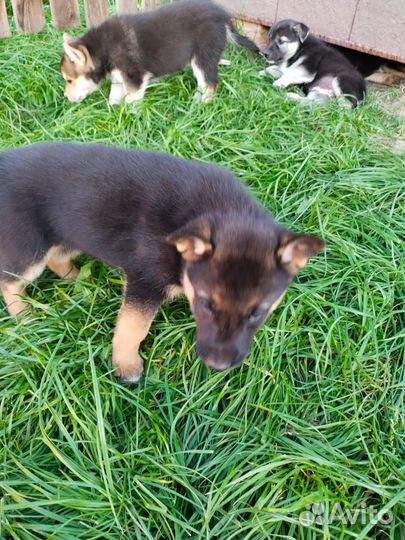 Щенки
