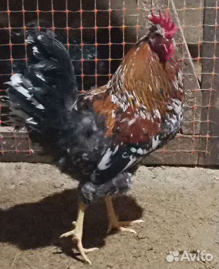 Ливенские ситцевые петухи