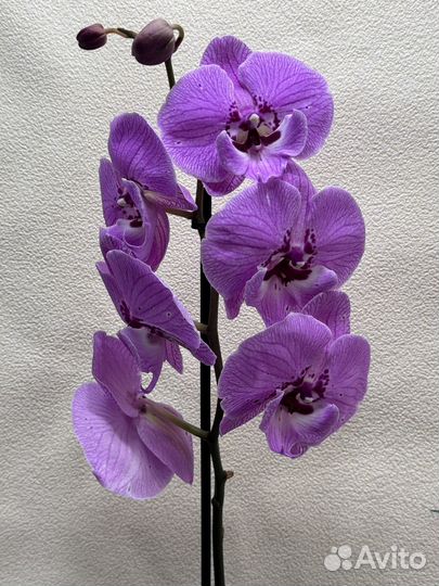 Орхидея фаленопсис