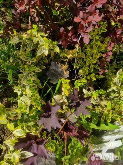 Мальва, сирень, желтый береклет ползучий