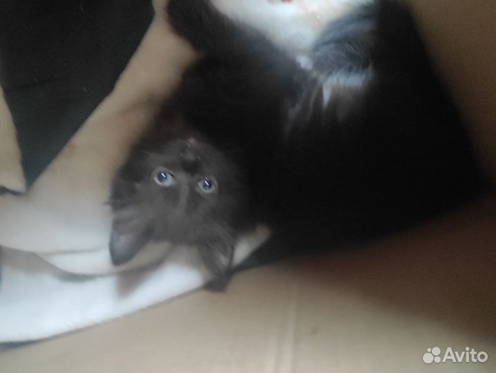 Котята мейн-кун