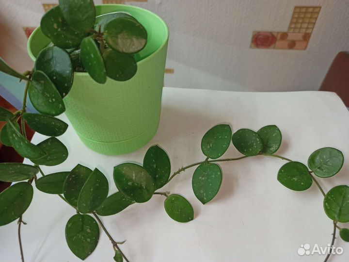 Хойи сортовые