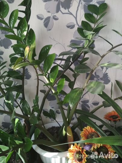 Продам цветы комнатные