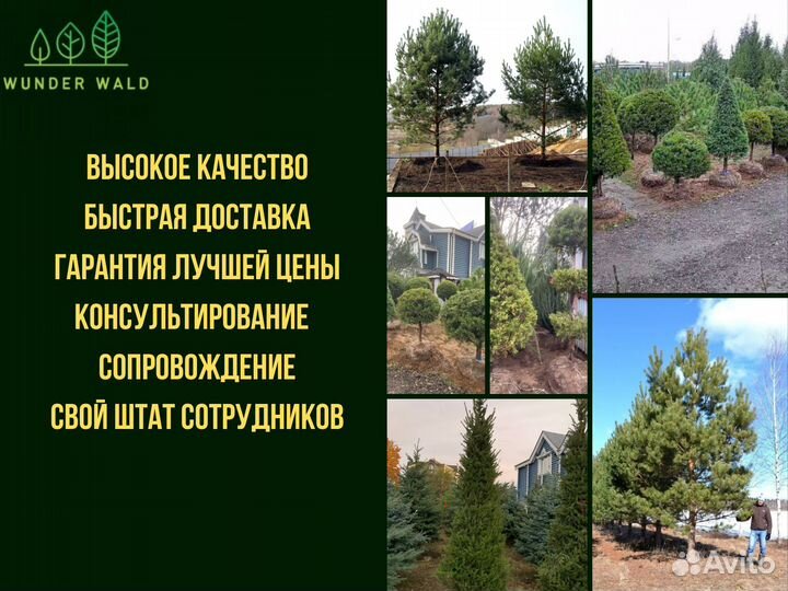 Ели крупномеры