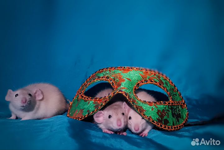 Крысята дамбо