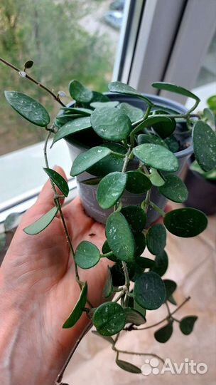 Комнатные домашние растения