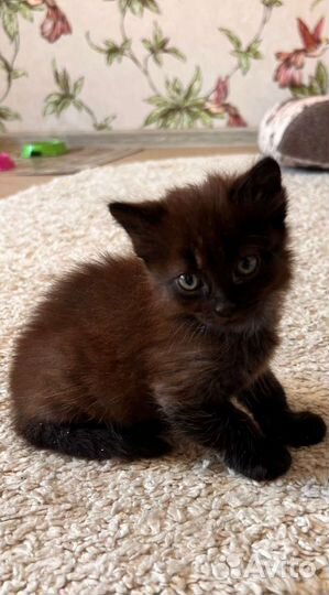 Котеночек Радость