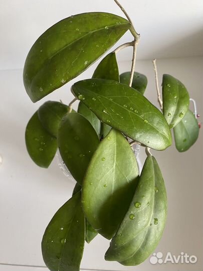 Хойя MB-1594A Scarlett