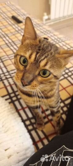 Бенгальский кот вязка